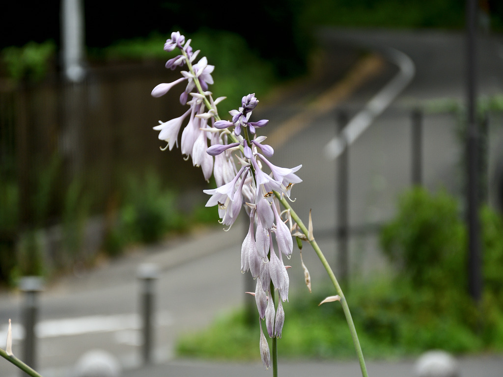 サガエギボウシ ｰ杜の都の山野草