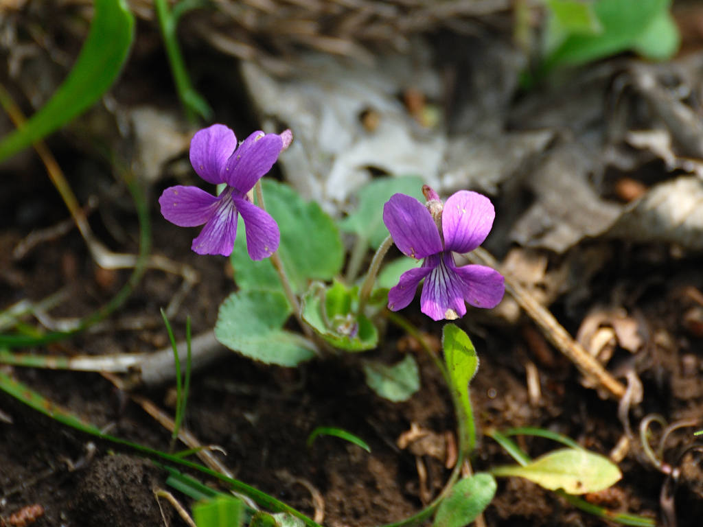 08.04.22.  (tai-mt)