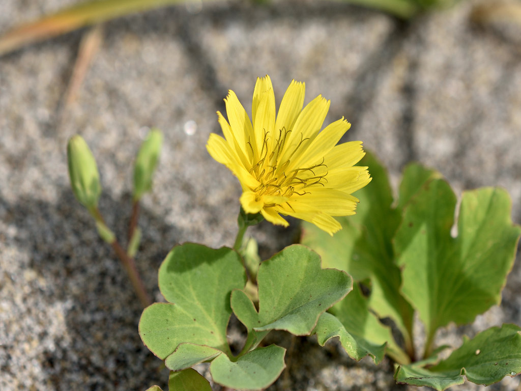 ハマニガナ ー杜の都の山野草