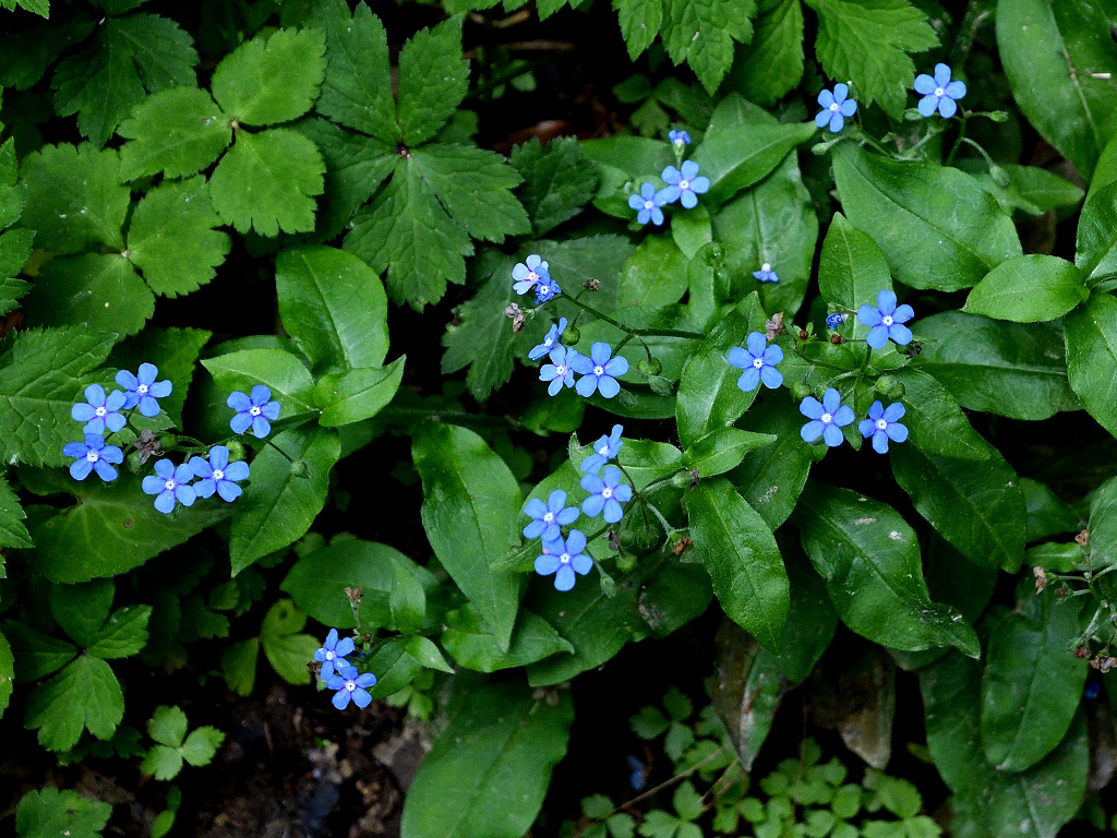 瑠璃草 花苗 山野草 ガーデニング 青花 草盆栽 虹 ルリソウ